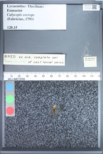 Media type: image;   Entomology 70909